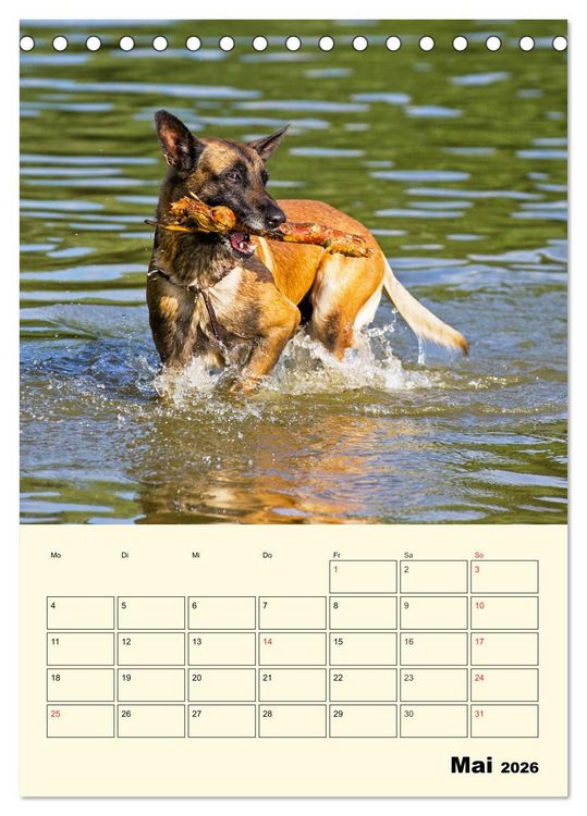 Produktbild: Familienplaner Tausendsassa Malinois (Tischkalender 2026 DIN A5 hoch), CALVENDO Monatskalender