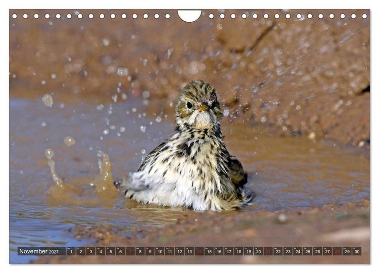 Produktbild: Heimische Singv&ouml;gel in Feld und Flur (Wandkalender 2027 DIN A4 quer), CALVENDO Monatskalender