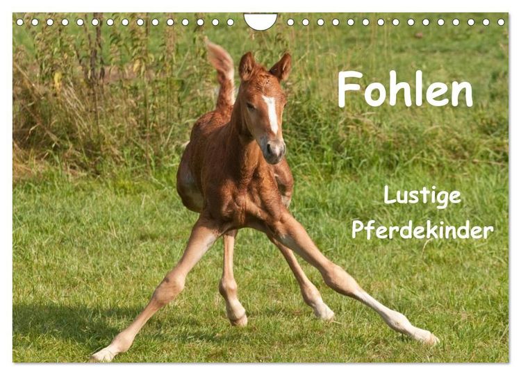Produktbild: Fohlen - Lustige Pferdekinder (Wandkalender 2027 DIN A4 quer), CALVENDO Monatskalender