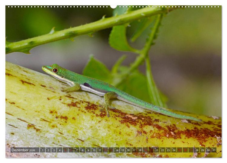 Produktbild: Reptilien auf Madagaskar (Wandkalender 2026 DIN A2 quer), CALVENDO Monatskalender