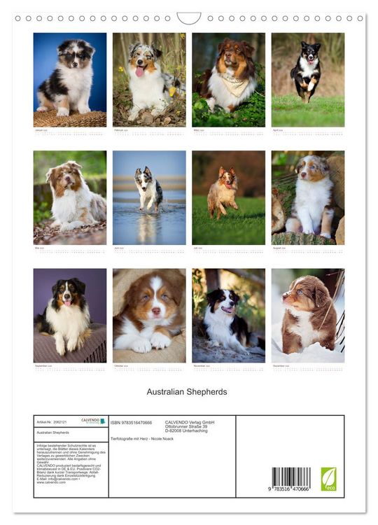 Produktbild: Australian Shepherds (Wandkalender 2026 DIN A3 hoch), CALVENDO Monatskalender