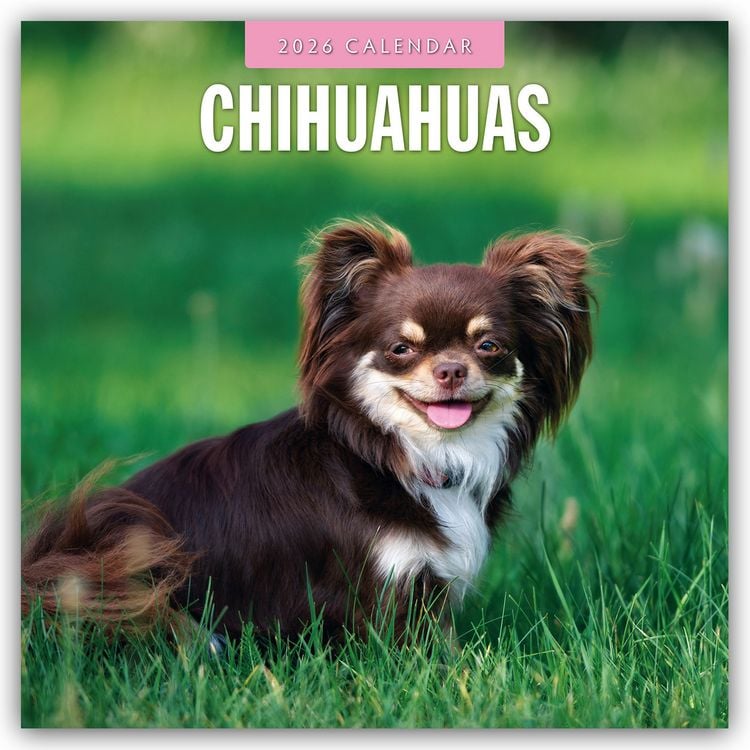 Produktbild: Chihuahuas – Chihuahua 2026 – 16-Monatskalender