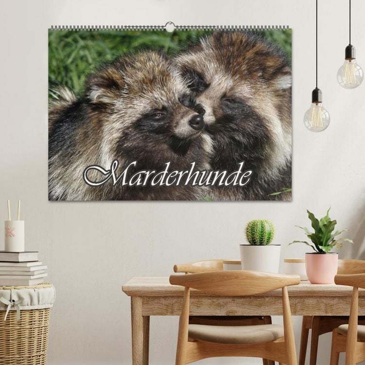 Produktbild: Marderhunde (Wandkalender 2026 DIN A2 quer), CALVENDO Monatskalender