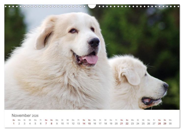 Produktbild: Pyren&auml;enberghunde (Wandkalender 2026 DIN A3 quer), CALVENDO Monatskalender