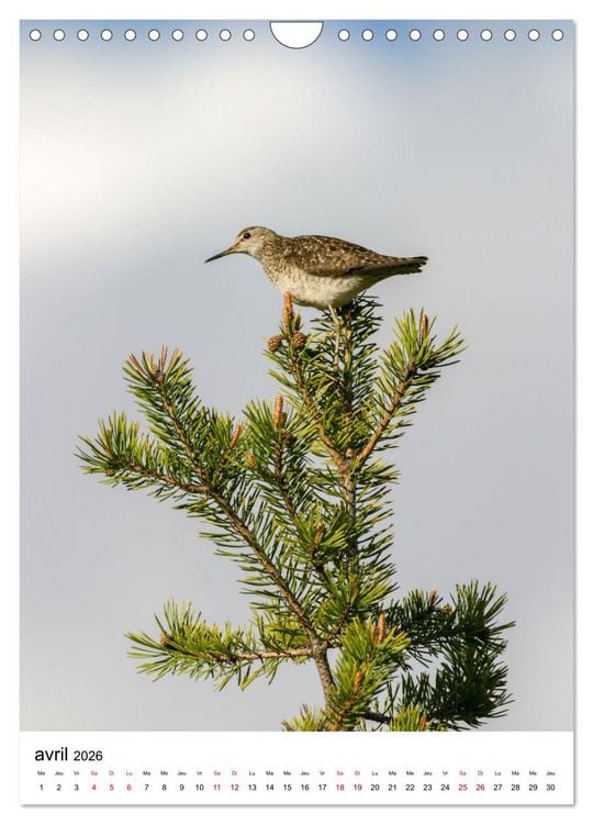 Produktbild: La Scandinavie et ses oiseaux (Calendrier mural 2026 DIN A4 horizontal), CALVENDO calendrier mensuel