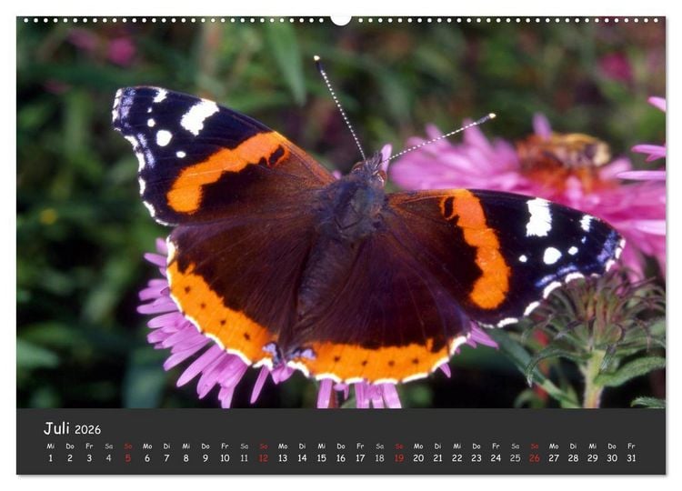 Produktbild: Wundersch&ouml;ne Schmetterlinge (hochwertiger Premium Wandkalender 2026 DIN A2 quer), Kunstdruck in Hochglanz