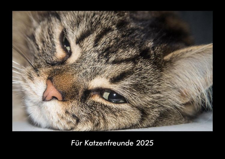 Produktbild: F&uuml;r Katzenfreunde 2025 Fotokalender DIN A3
