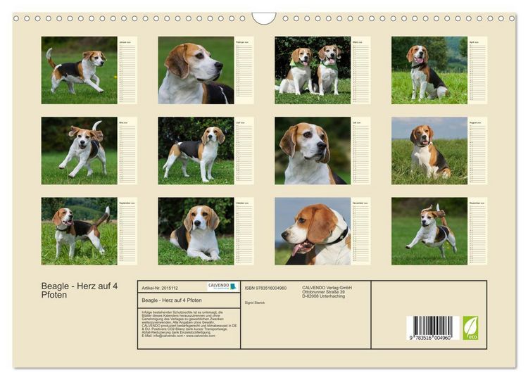 Produktbild: Beagle - Herz auf 4 Pfoten (Wandkalender 2026 DIN A3 quer), CALVENDO Monatskalender