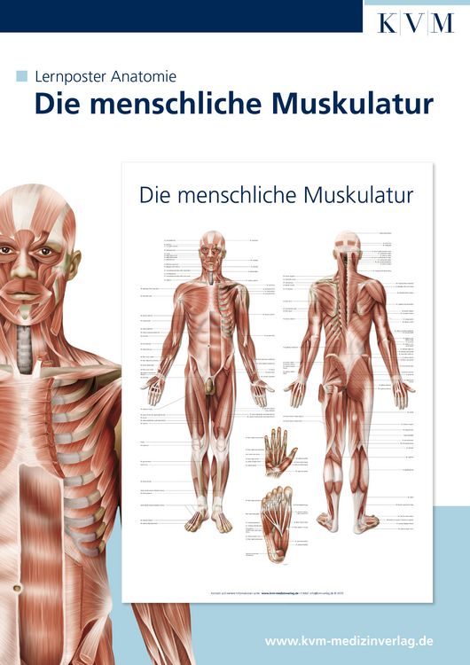 Produktbild: Lernposter Anatomie