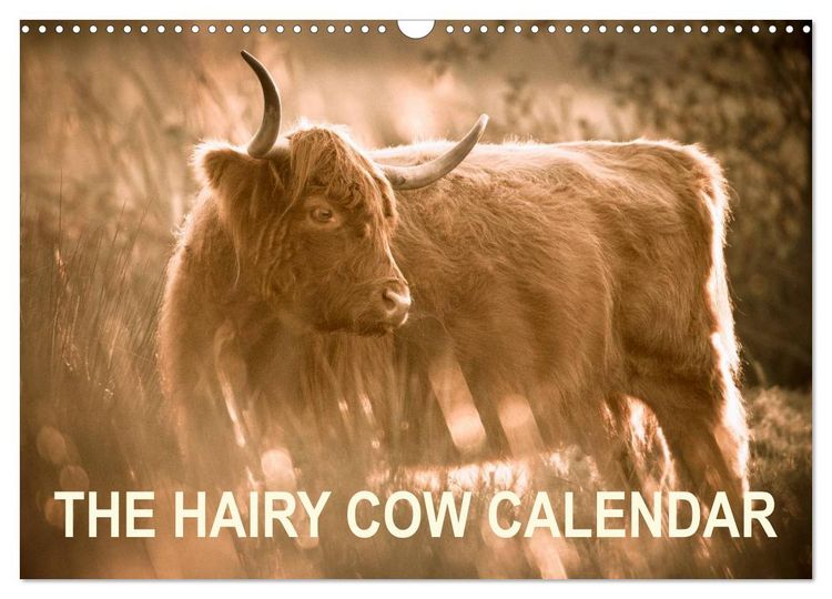 Produktbild: The Hairy Cow Calendar (Wall Calendar 2026 DIN A3 landscape), CALVENDO 12 Month Wall Calendar