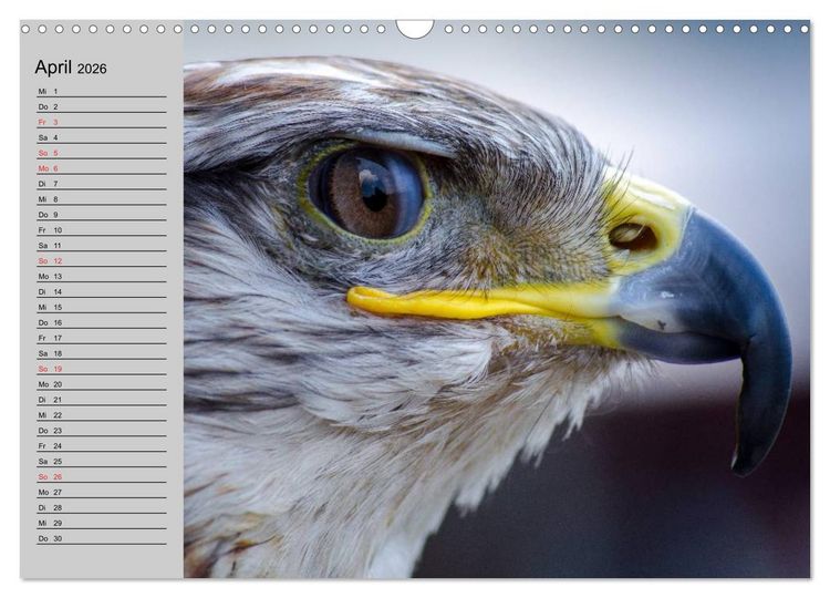 Produktbild: Falken und Greifv&ouml;gel - Edle J&auml;ger (Wandkalender 2026 DIN A3 quer), CALVENDO Monatskalender