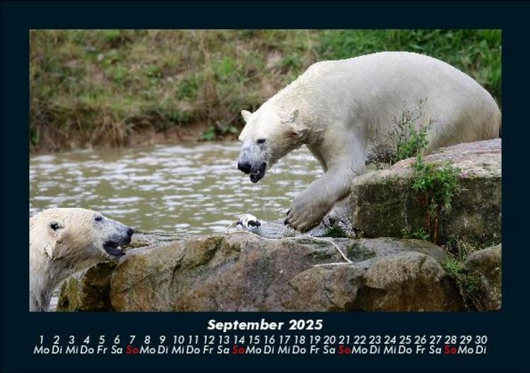 Produktbild: Eisb&auml;ren 2025 Fotokalender DIN A5