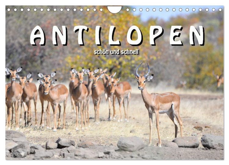 Produktbild: Antilopen, sch&ouml;n und schnell (Wandkalender 2026 DIN A4 quer), CALVENDO Monatskalender