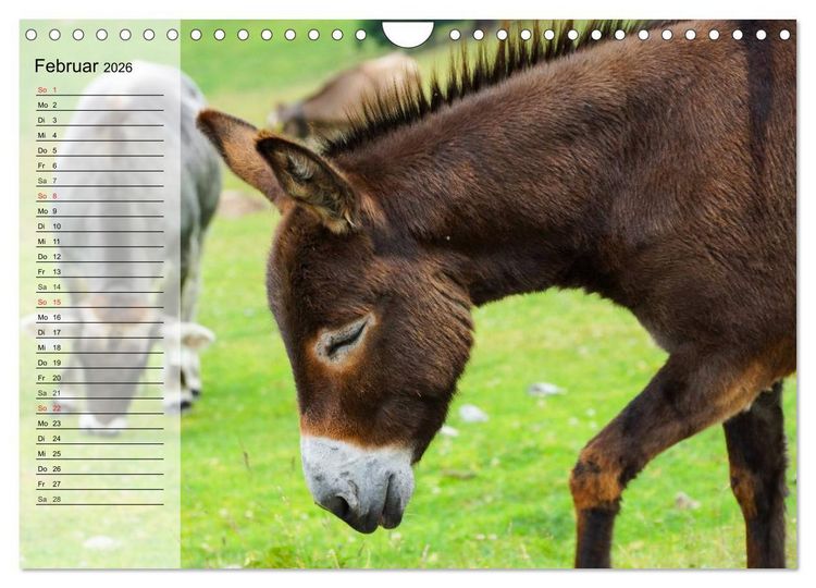 Produktbild: Esel. H&uuml;bsch, klug und flei&szlig;ig (Wandkalender 2026 DIN A4 quer), CALVENDO Monatskalender