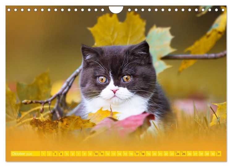 Produktbild: Katzenkinder - Britisch Kurzhaar (Wandkalender 2026 DIN A4 quer), CALVENDO Monatskalender