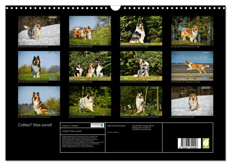 Produktbild: Collies? Was sonst! (Wandkalender 2026 DIN A3 quer), CALVENDO Monatskalender