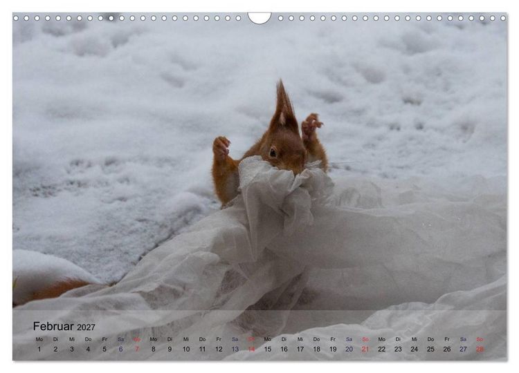 Produktbild: Spa&szlig; mit Eichh&ouml;rnchen! (Wandkalender 2027 DIN A3 quer), CALVENDO Monatskalender