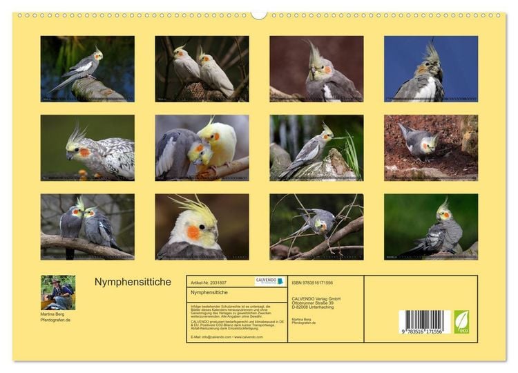 Produktbild: Nymphensittiche (hochwertiger Premium Wandkalender 2026 DIN A2 quer), Kunstdruck in Hochglanz
