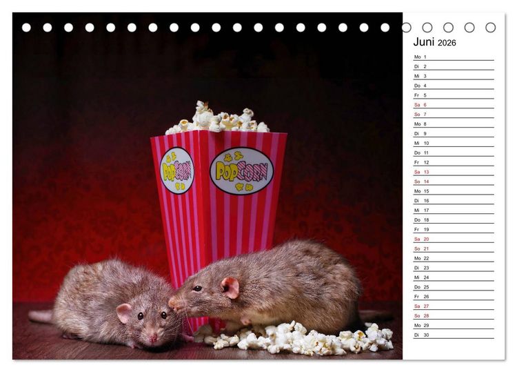 Produktbild: Ratten. Kleine Nager, gro&szlig;es Herz. (Tischkalender 2026 DIN A5 quer), CALVENDO Monatskalender