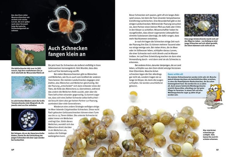 Produktbild: Entdecke die Schnecken
