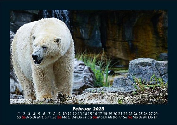 Produktbild: Pinguine & Eisb&auml;ren 2025 Fotokalender DIN A5