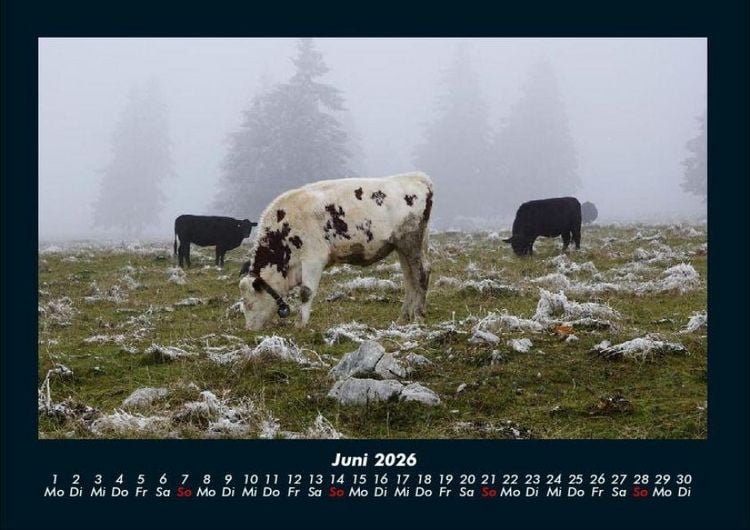 Produktbild: Kuhkalender 2026 Fotokalender DIN A4