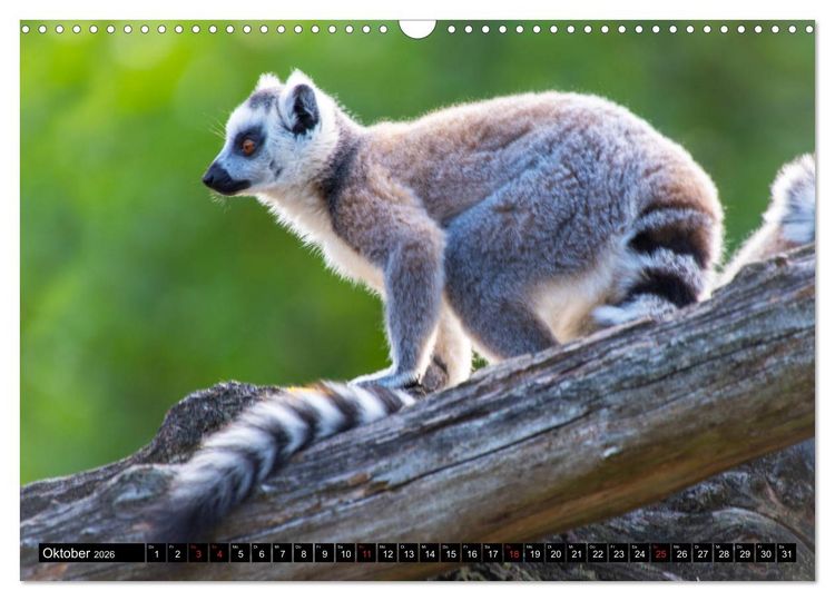Produktbild: Lemuren die s&uuml;&szlig;en Bewohner Madagaskars (Wandkalender 2026 DIN A3 quer), CALVENDO Monatskalender