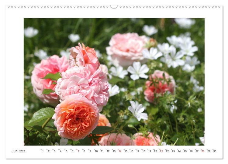 Produktbild: Rosenlust (Wandkalender 2026 DIN A2 quer), CALVENDO Monatskalender