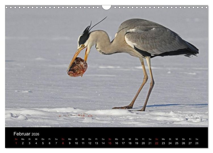 Produktbild: Aus dem Leben der Graureiher (Wandkalender 2026 DIN A3 quer), CALVENDO Monatskalender