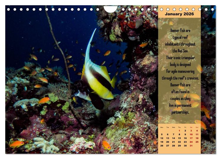 Produktbild: Diving into the Red Sea (Wall Calendar 2026 DIN A4 landscape), CALVENDO 12 Month Wall Calendar