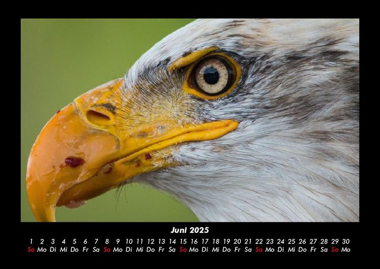 Produktbild: Adler 2025 Fotokalender DIN A3
