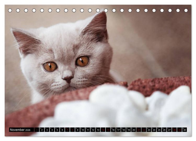 Produktbild: Niedliche BKH Katzenkinder (Tischkalender 2026 DIN A5 quer), CALVENDO Monatskalender