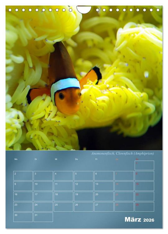 Produktbild: Bunte Riffbewohner - Fische, Anemonen und noch viel mehr (Wandkalender 2026 DIN A4 hoch), CALVENDO Monatskalender