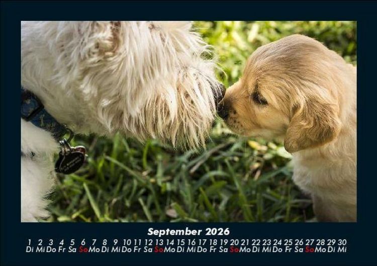Produktbild: Hunde 2026 Fotokalender DIN A5