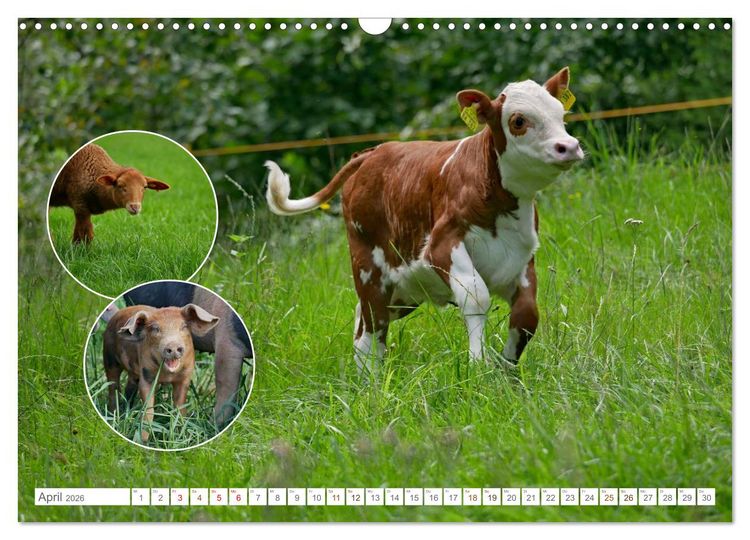 Produktbild: Weidetiere - Landschaftsgestalter seit Jahrhunderten (Wandkalender 2026 DIN A3 quer), CALVENDO Monatskalender