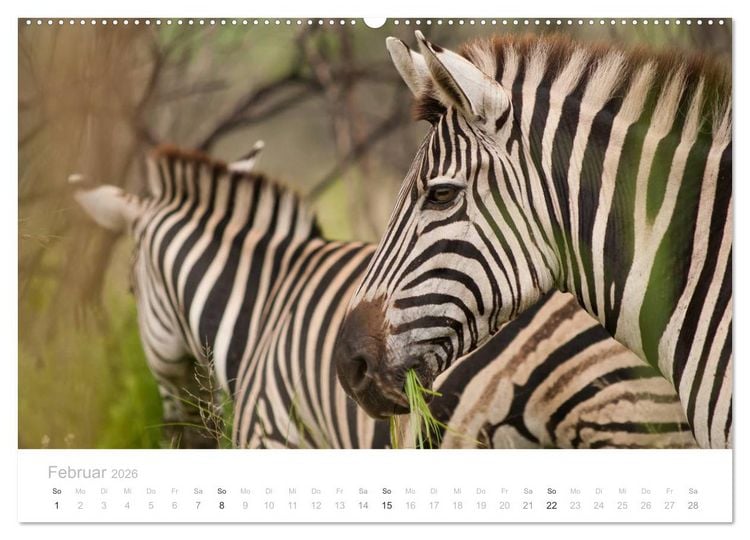 Produktbild: Tierische Gl&uuml;cksmomente mit Weisheiten (Wandkalender 2026 DIN A2 quer), CALVENDO Monatskalender