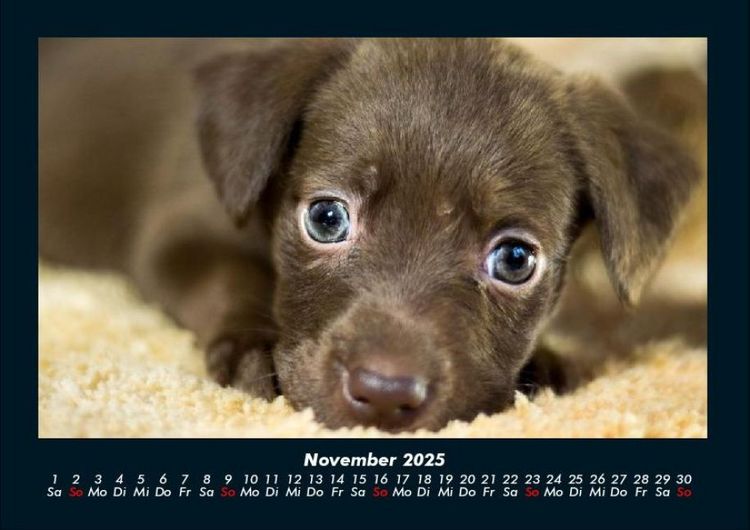 Produktbild: Welpen 2025 Fotokalender DIN A4