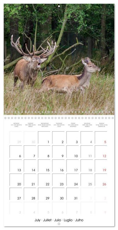Produktbild: Aux bois des cerfs (Calendrier mural carr&eacute; 2026 30x30 cm) Calendrier double avec une page pour vos prises de notes