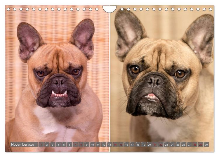 Produktbild: French Bully&acute;s - Gro&szlig;e Sch&auml;tze auf kleinen Pfoten (Wandkalender 2026 DIN A4 quer), CALVENDO Monatskalender