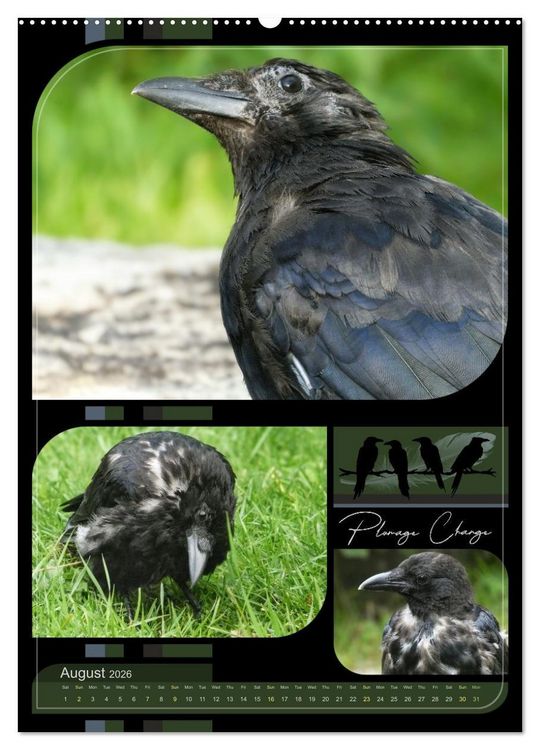 Produktbild: Crows - Through the Seasons (High Quality Premium Wall Calendar 2026 DIN A2 portrait),CALVENDO 12 Month Wall Calendar