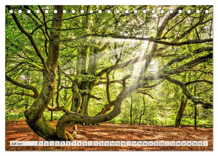 Produktbild: Naturpark Reinhardswald - Wo die Sababurg auf die Weser trifft (Tischkalender 2027 DIN A5 quer), CALVENDO Monatskalender