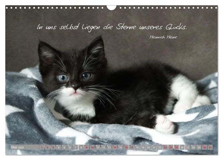 Produktbild: Katzenkinder - zauberhafte Wesen (Wandkalender 2026 DIN A3 quer), CALVENDO Monatskalender