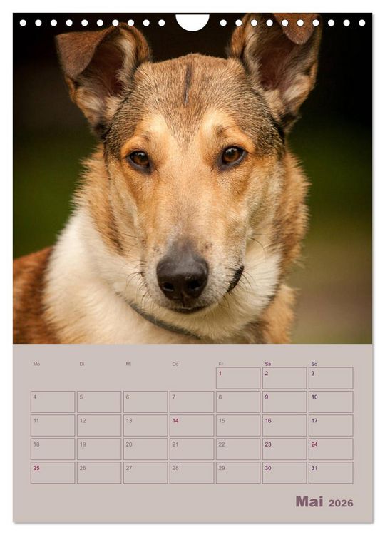 Produktbild: Kurzhaarcollies (Wandkalender 2026 DIN A4 hoch), CALVENDO Monatskalender
