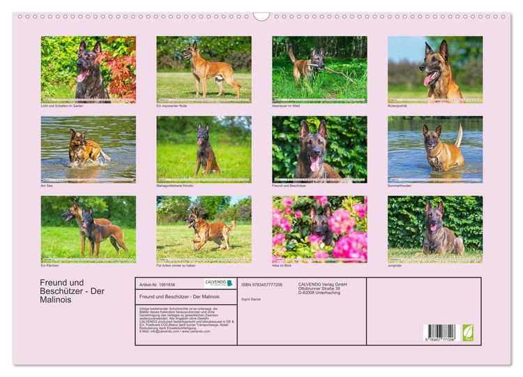 Produktbild: Freund und Besch&uuml;tzer - Der Malinois (Wandkalender 2026 DIN A2 quer), CALVENDO Monatskalender