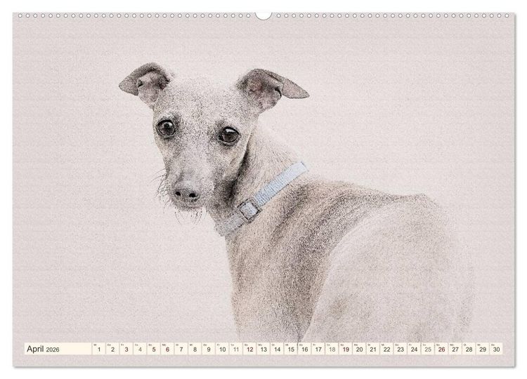 Produktbild: Windhunde 2026 (hochwertiger Premium Wandkalender 2026 DIN A2 quer), Kunstdruck in Hochglanz