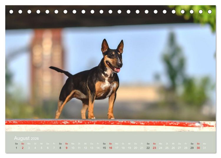 Produktbild: Bullterrier - charmante Herzensbrecher (Tischkalender 2026 DIN A5 quer), CALVENDO Monatskalender