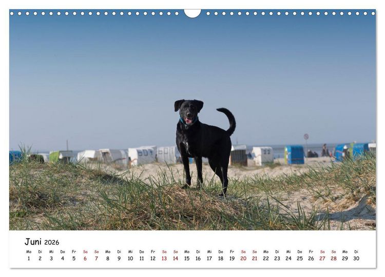Produktbild: Strandurlaub mit Hund (Wandkalender 2026 DIN A3 quer), CALVENDO Monatskalender