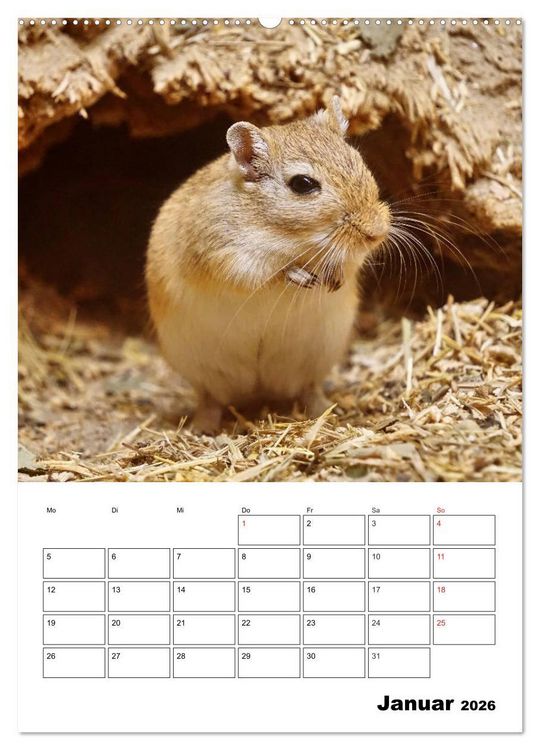 Produktbild: Lustige Rennm&auml;use (Wandkalender 2026 DIN A2 hoch), CALVENDO Monatskalender