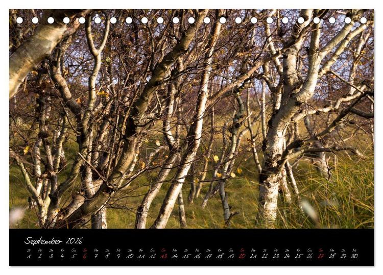 Produktbild: Wald (Tischkalender 2026 DIN A5 quer), CALVENDO Monatskalender