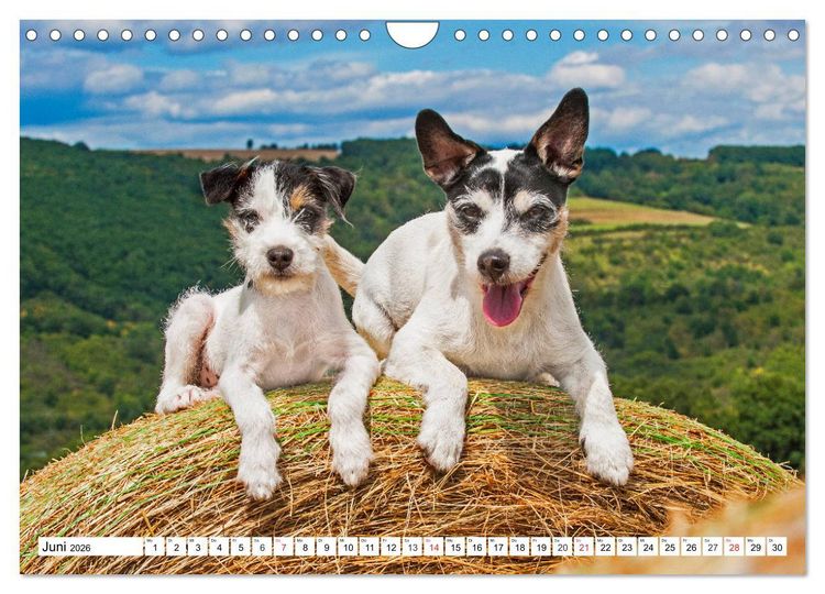 Produktbild: 100000 Volt auf vier Pfoten - Jack und Parson Russell Terrier (Wandkalender 2026 DIN A4 quer), CALVENDO Monatskalender